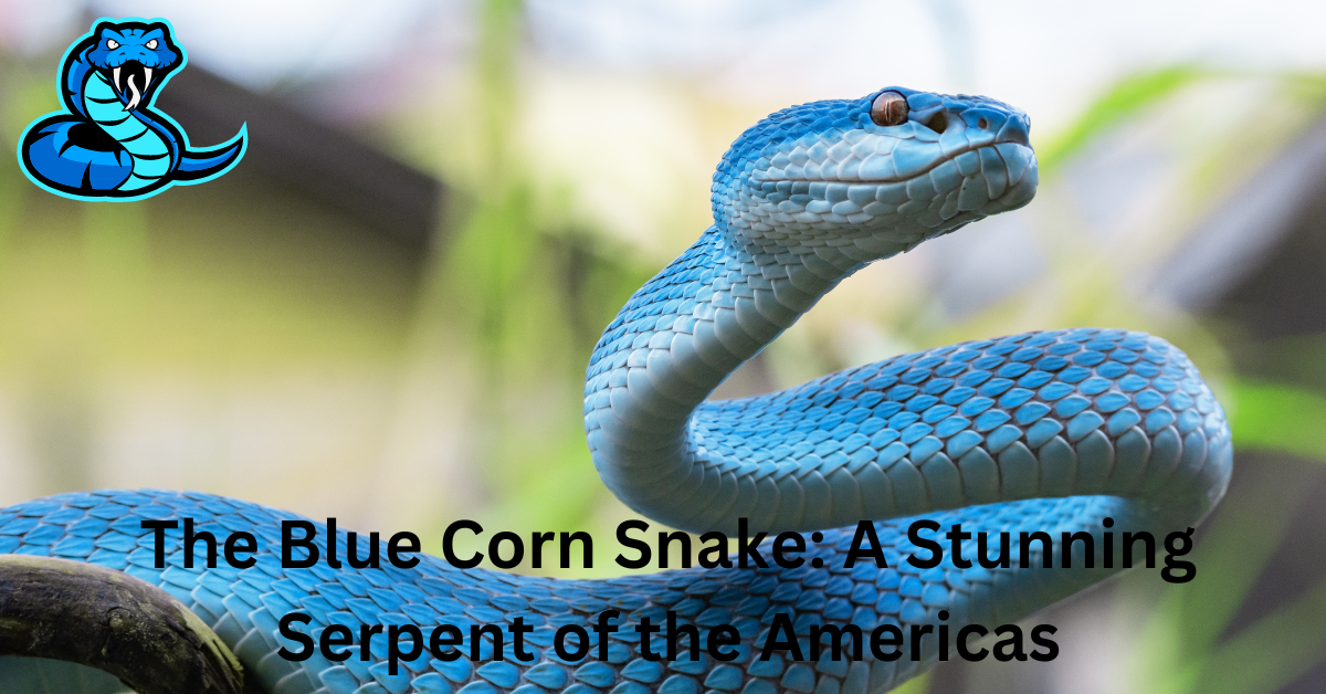 The Blue Corn Snake: A Stunning Serpent of the Americas