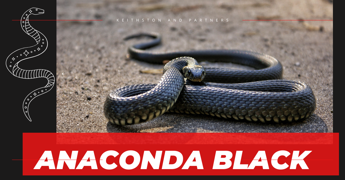 Anaconda Black: Unveiling the Mystery of this Exotic Snake