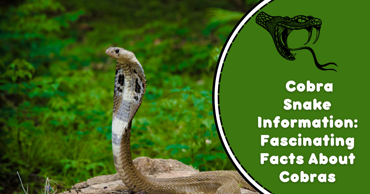 Cobra Snake Information: Fascinating Facts About Cobras