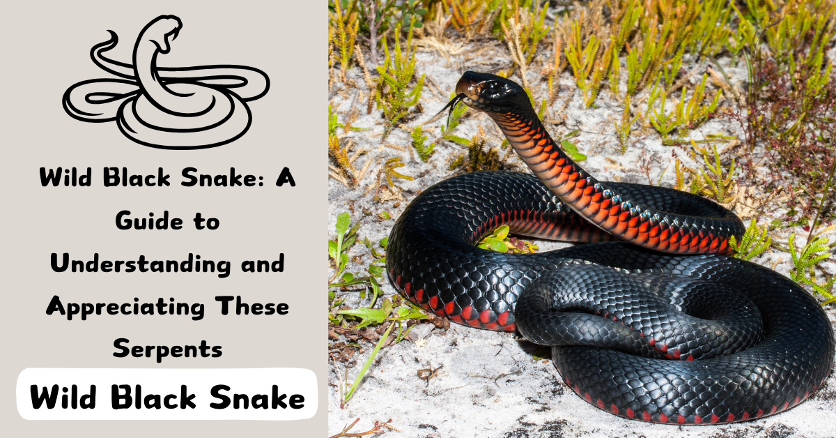 Wild Black Snake: A Guide to Understanding and Appreciating These Serpents