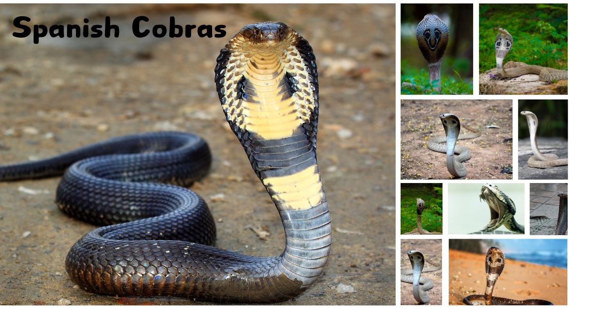 Spanish Cobras: Exploring the Fascinating World of These Reptiles