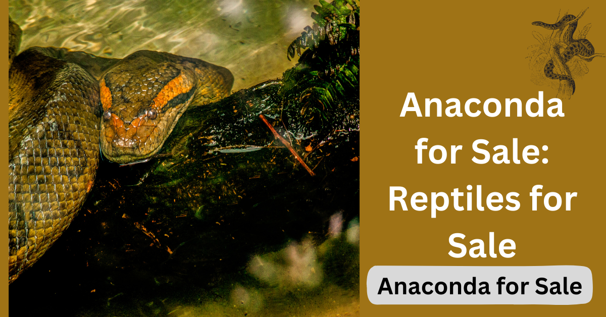 Anaconda for Sale: Reptiles for Sale