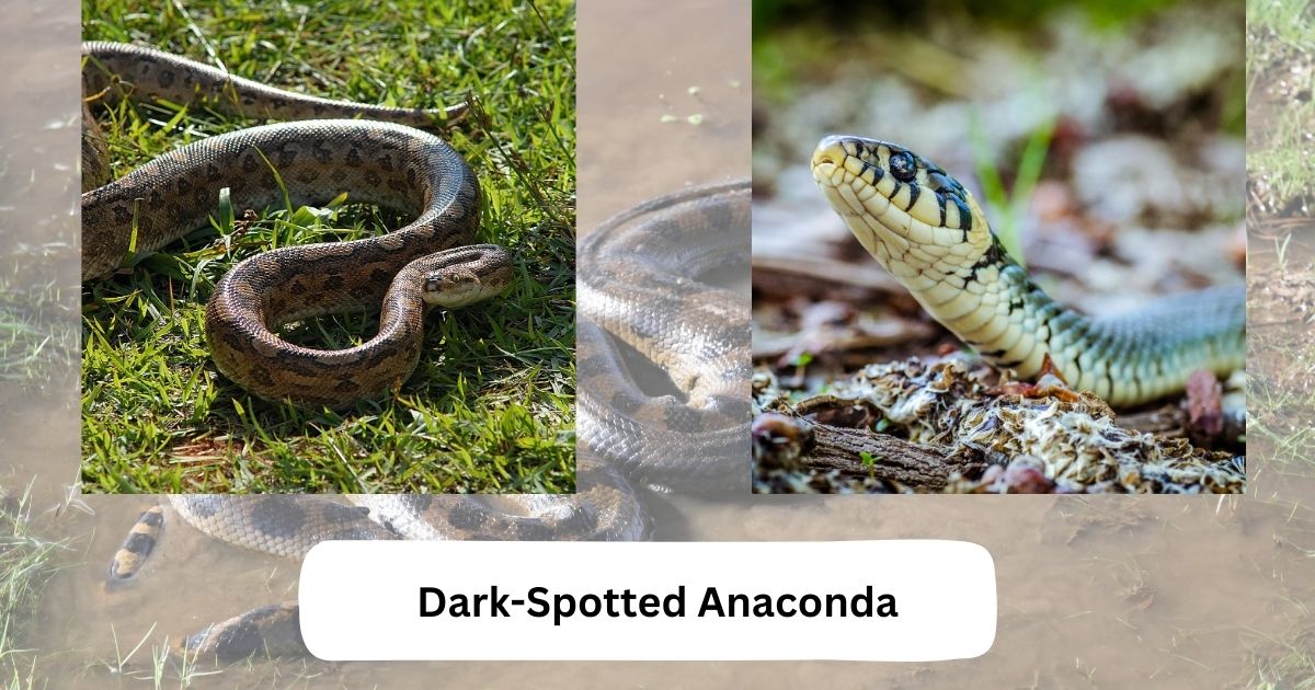 Dark-Spotted Anaconda