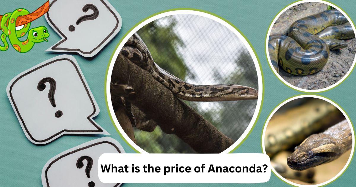 What is the price of Anaconda?