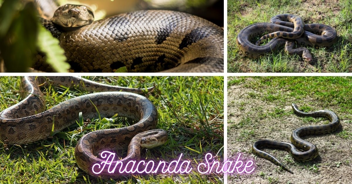 Anaconda Snake in Amazon Forest: Everything You Need to Know