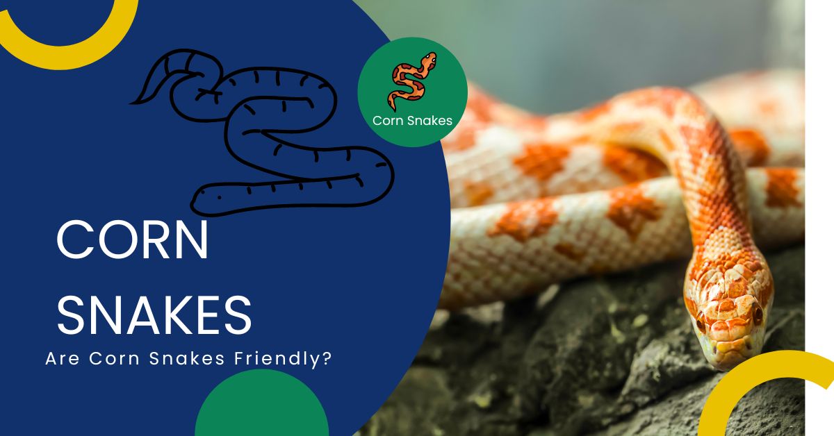 Are Corn Snakes Friendly?: A Complete Guide to Corn Snake Behavior