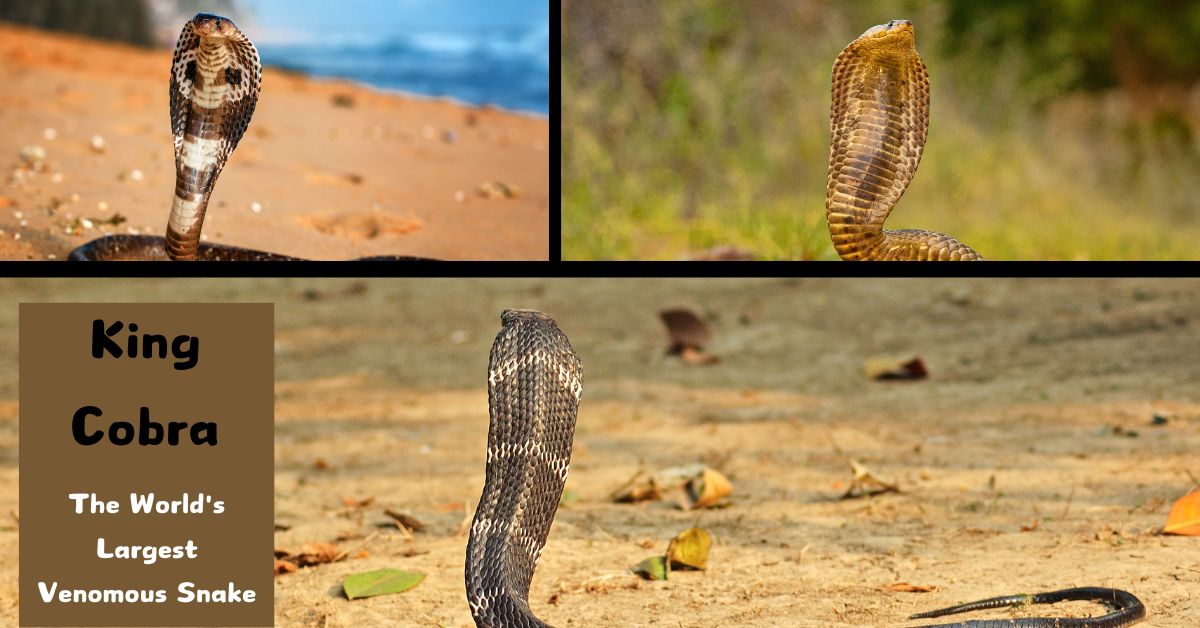 King Cobra: The World's Largest Venomous Snake