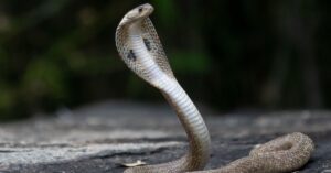 King Cobra: The World's Largest Venomous Snake