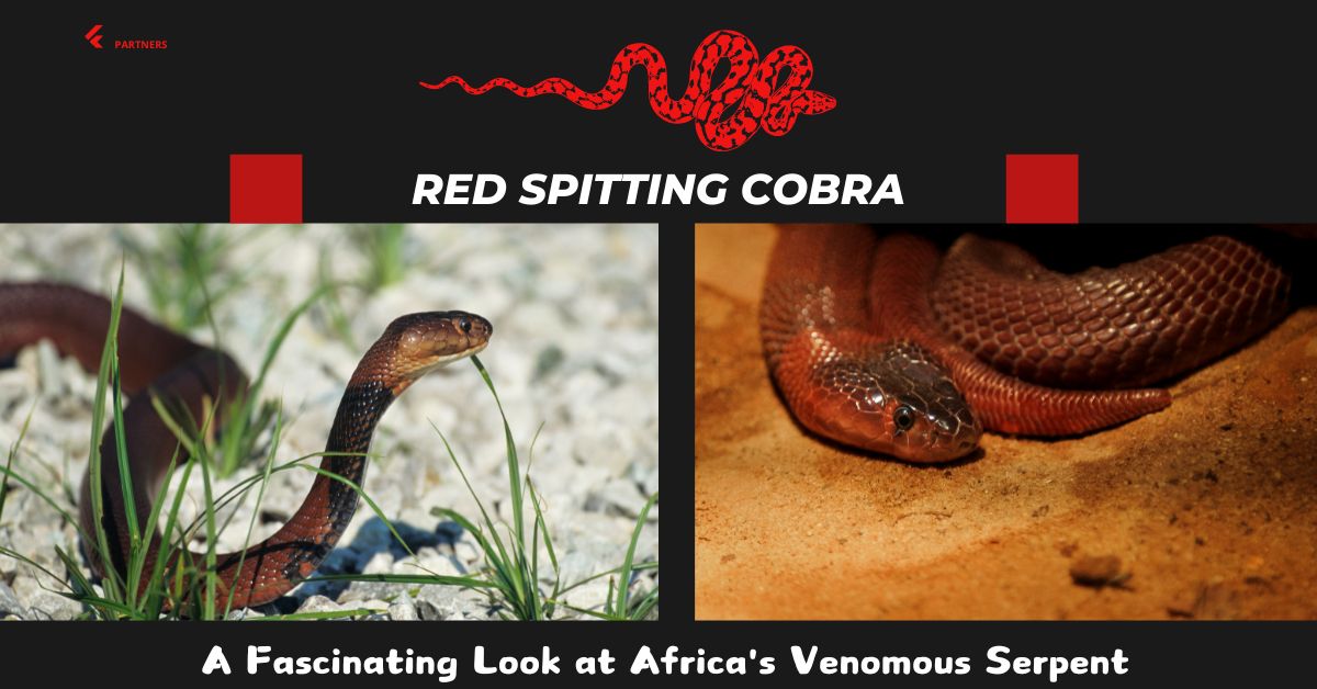 Red Spitting Cobra: A Fascinating Look at Africa's Venomous Serpent