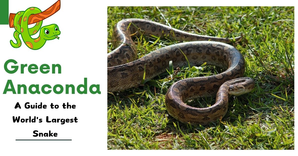 The Majestic Green Anaconda: A Guide to the World's Largest Snake