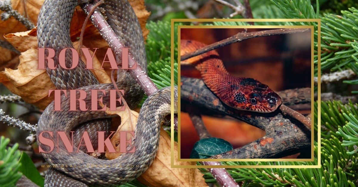 The Royal Tree Snake: Majestic Creature of the Canopy