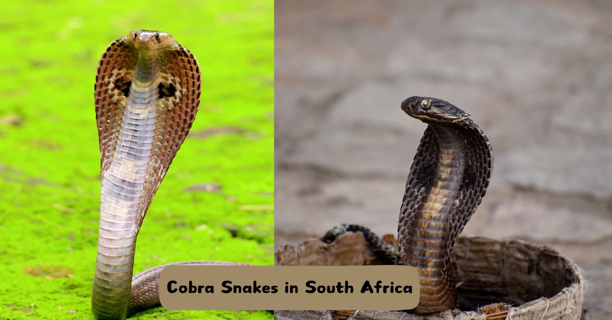 Cobra Snakes in South Africa: Highly Dangerous Snakes of South Africa