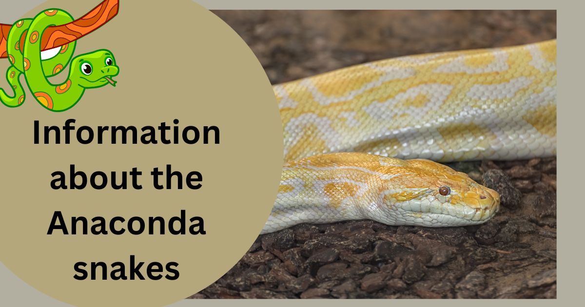 Information about the Anaconda snakes: Evolution and Adaptations