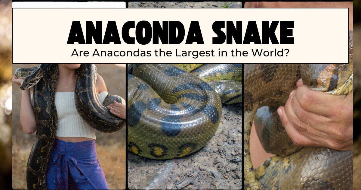 Are Anacondas the Largest in the World?