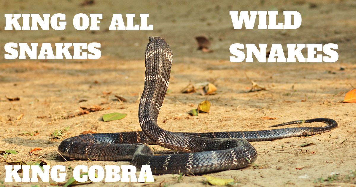 King Cobra: Size and Toxicity