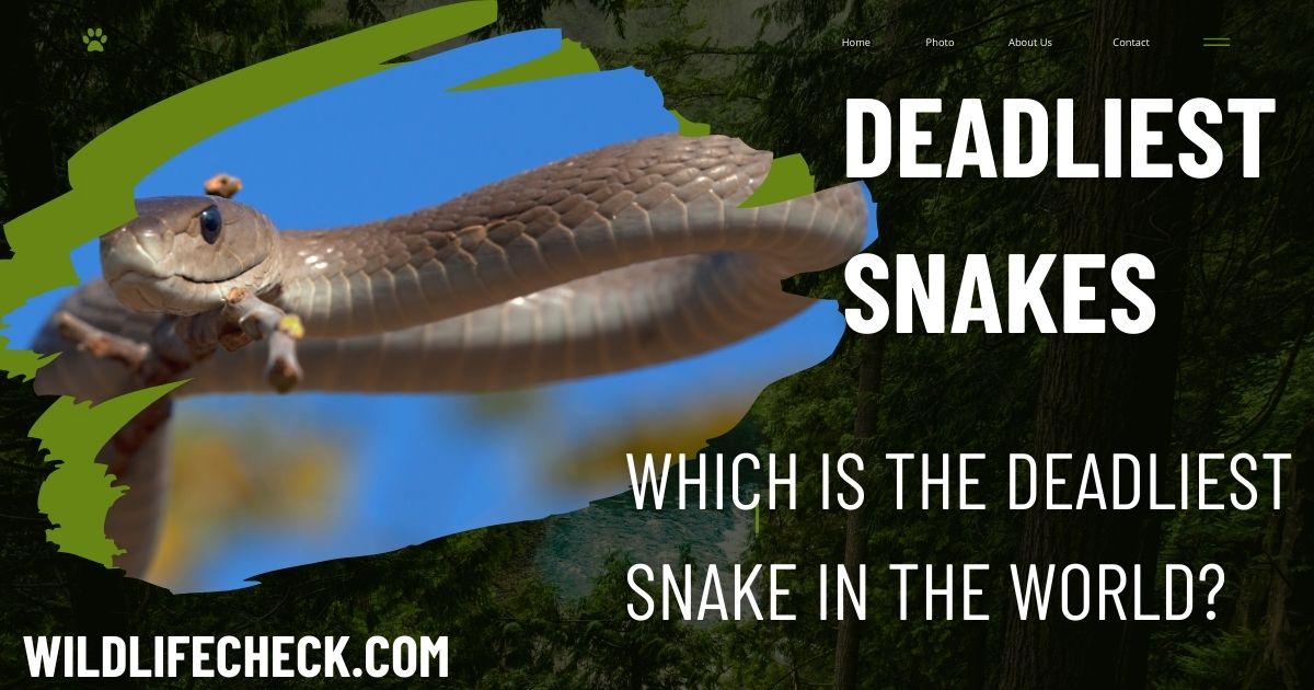 Which is the deadliest snake in the world?: An In-Depth Look