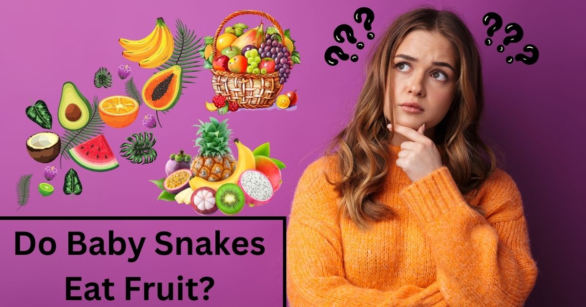 Do Baby Snakes Eat Fruit?