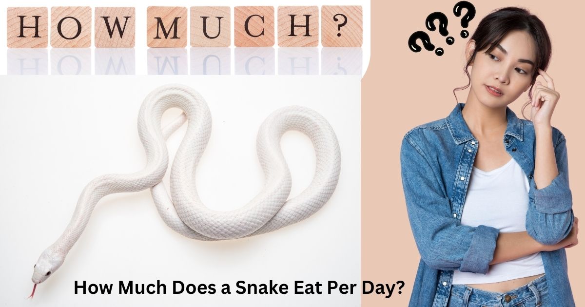 How Much Does a Snake Eat Per Day?