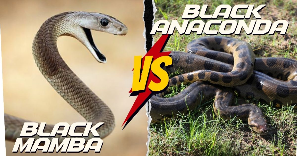 black mamba vs black anaconda who will win