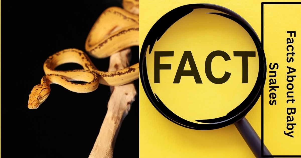 What Are the Facts About Baby Snakes?