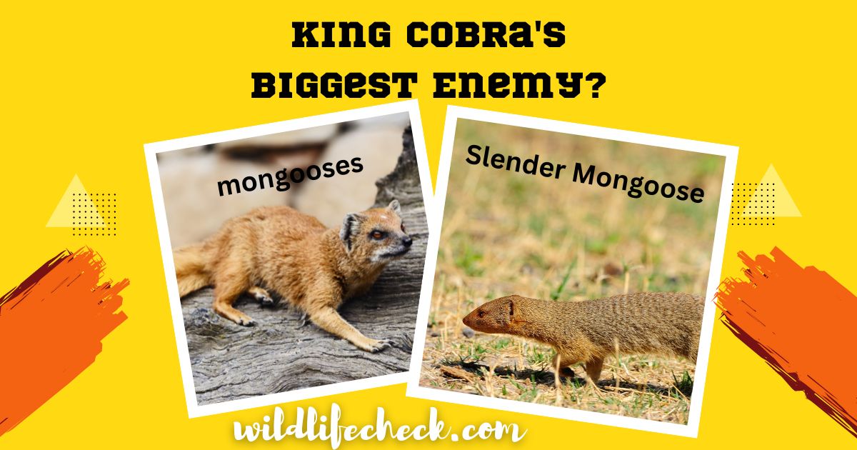 What is the King Cobra's Biggest Enemy?