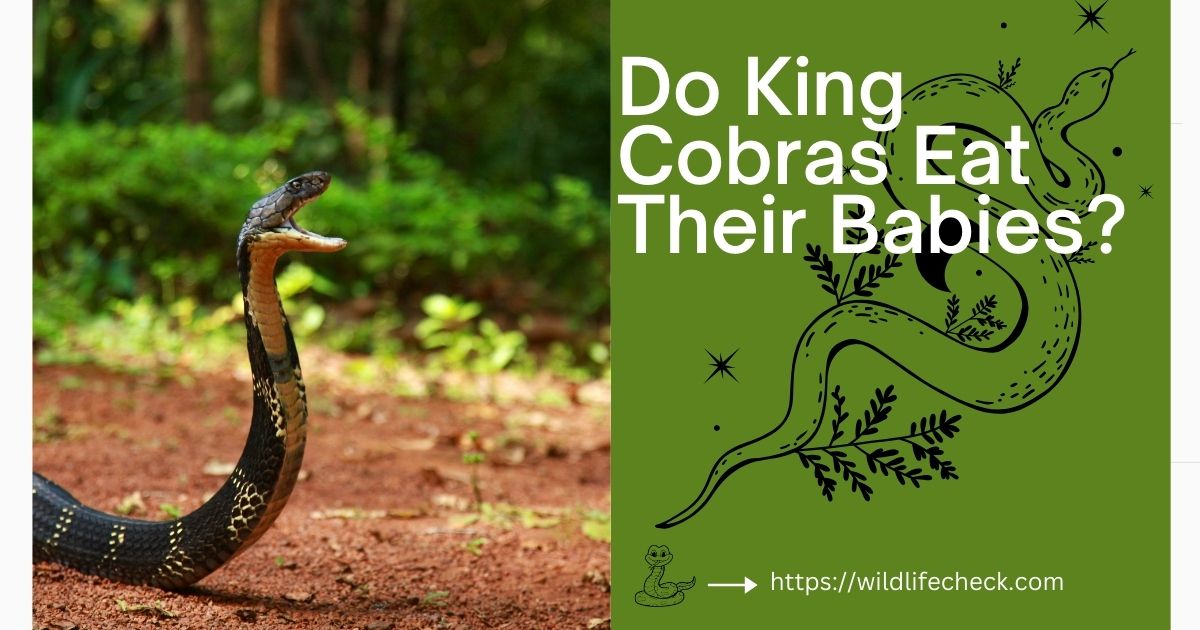 Do King Cobras Eat Their Babies?