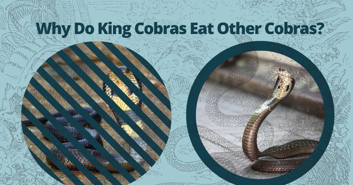 Why Do King Cobras Eat Other Cobras? A Look at Their Feeding Behavior