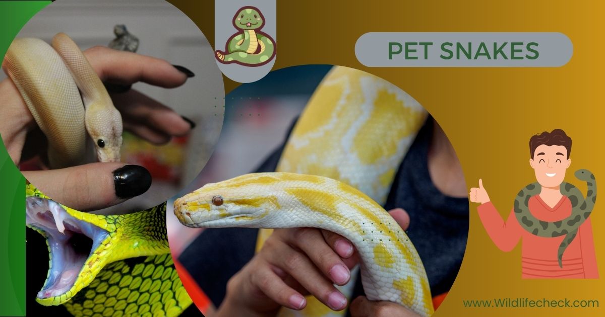 Pet Snakes