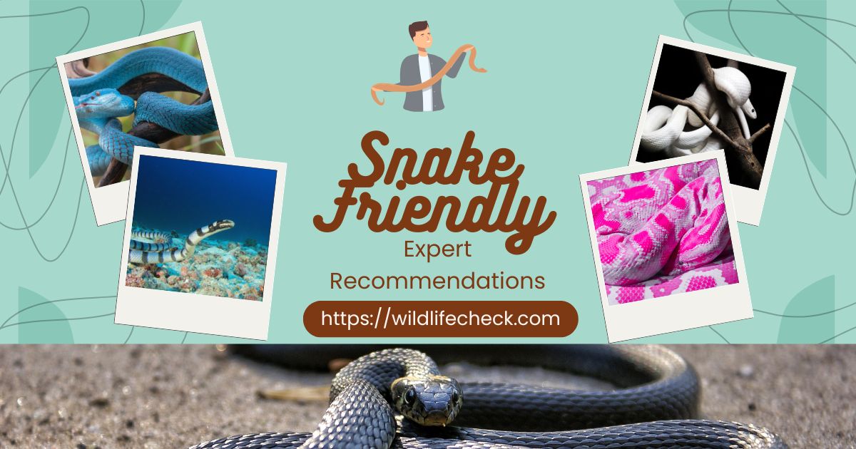 What Is the Most Friendly Snake to Own? Expert Recommendations