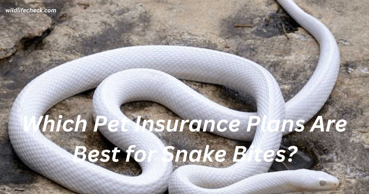 Which Pet Insurance Plans Are Best for Snake Bites?