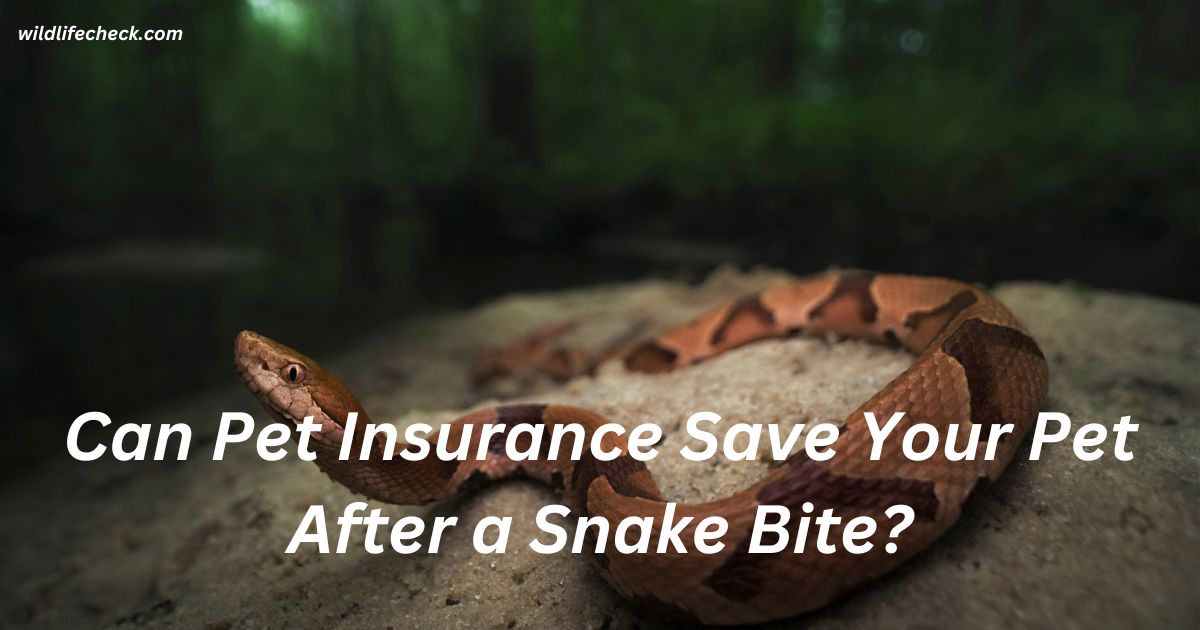 Can Pet Insurance Save Your Pet After a Snake