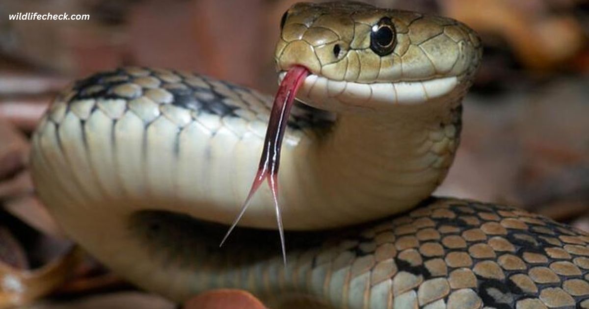 Can Pet Insurance Save Your Pet After a Snake