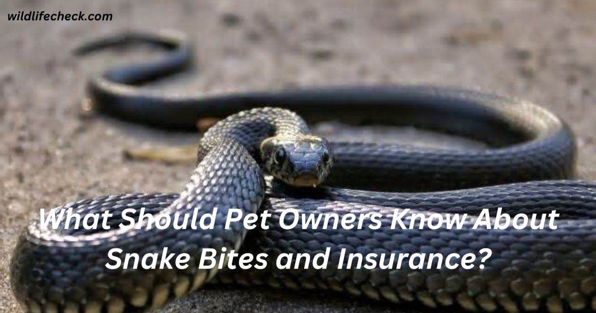 What Should Pet Owners Know About Snake Bites and Insurance?