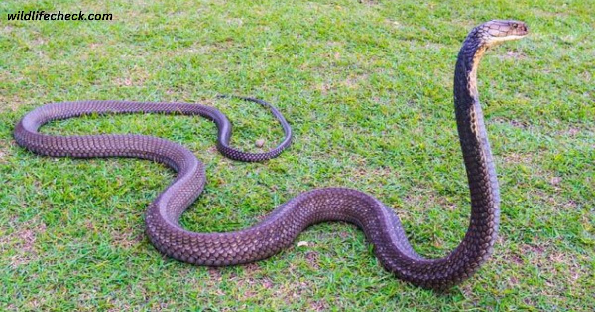 What Should Pet Owners Know About Snake Bites and Insurance?