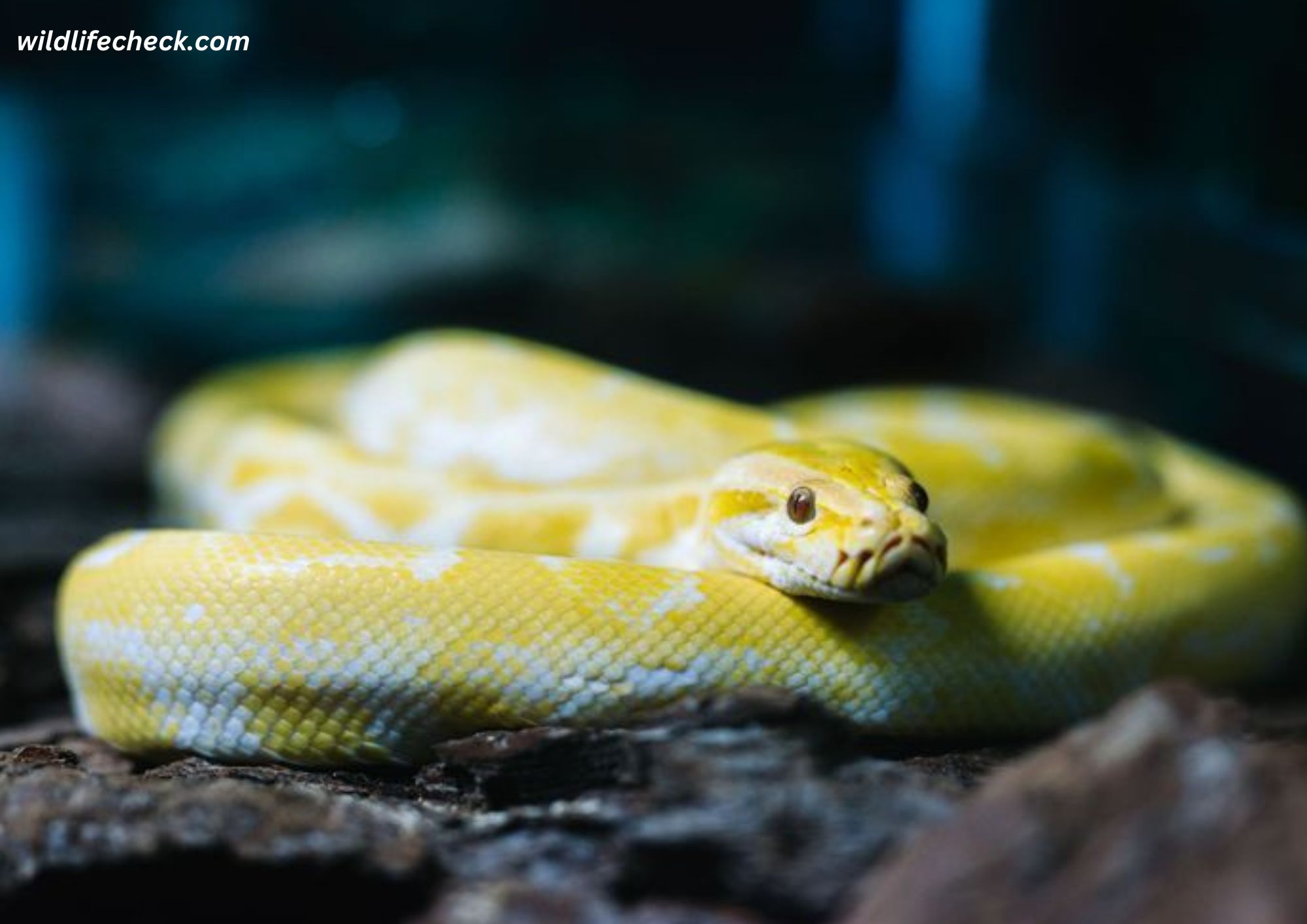 What Are the Best Snakes to Keep as Pets?