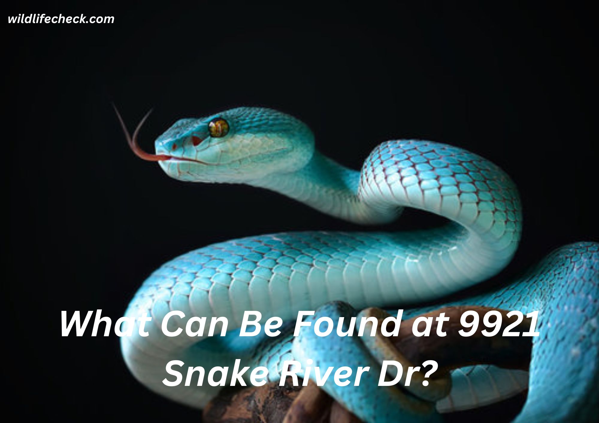 What Can Be Found at 9921 Snake River Dr?