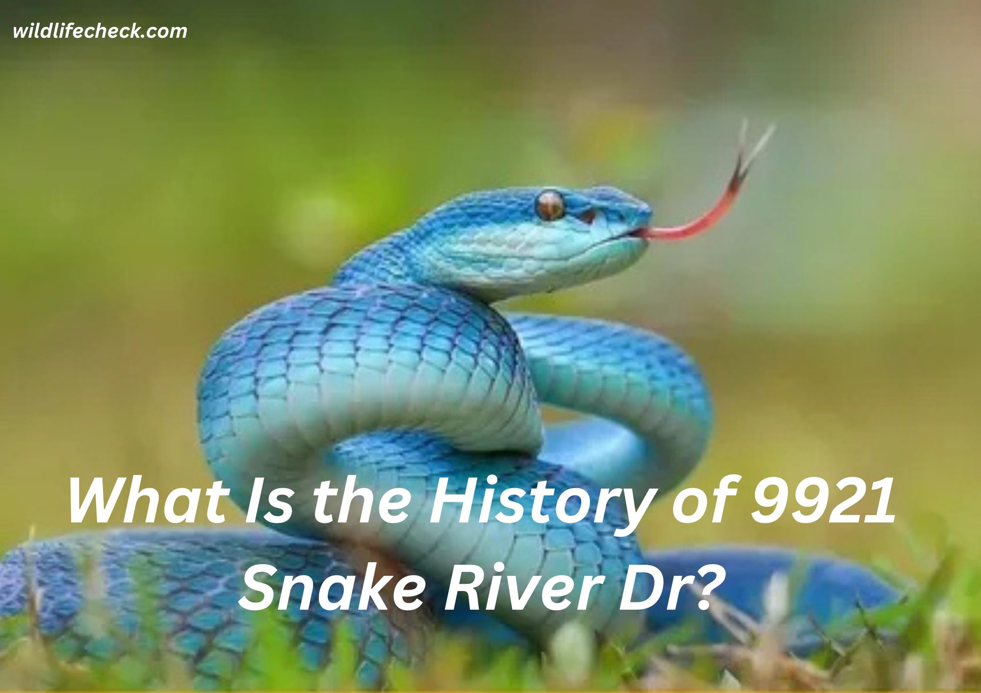 What Is the History of 9921 Snake River Dr?