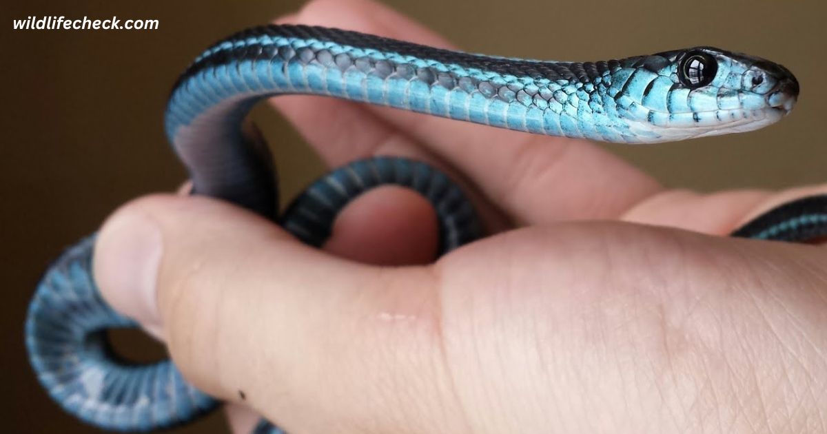 What Are Baby Black Snakes Found in Arizona?