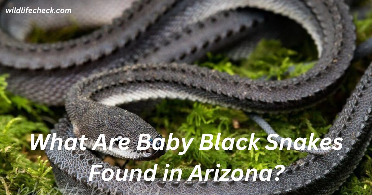 What Are Baby Black Snakes Found in Arizona?