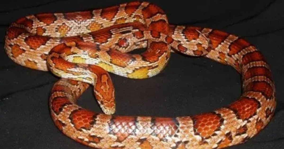 What Is the Natural Habitat of Corn Snakes in the Wild?